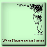 White Flowers amidst Leaves on a Vine